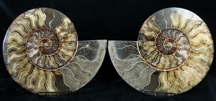 Stunning Wide Agatized Ammonite Pair #14915